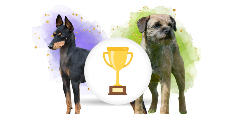 Nejlepší teriér KRÁSA 2025